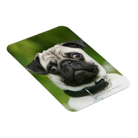 Mops Magnet (Rechte Seite)