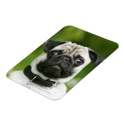Mops Magnet (Linke Seite)