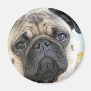 Mops Magnet