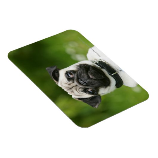 Mops Magnet (Rechte Seite)