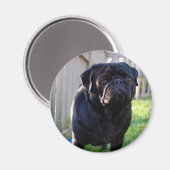 Mops Magnet (Vorderseite/Rückseite)