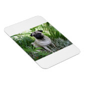 Mops Magnet (Rechte Seite)