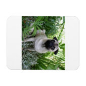 Mops Magnet (Horizontal)