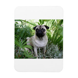 Mops Magnet