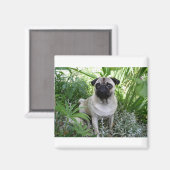 Mops Magnet (Vorderseite/Rückseite)
