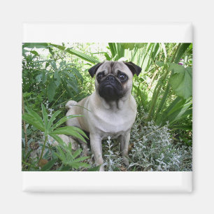 Mops Magnet