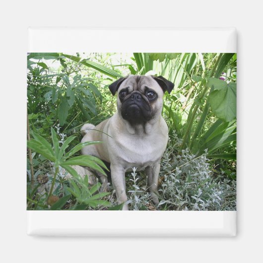 Mops Magnet (Vorne)