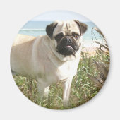 Mops Magnet Beachgrass (Vorne)