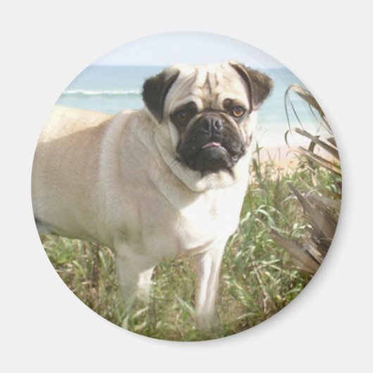 Mops Magnet Beachgrass (Vorne)
