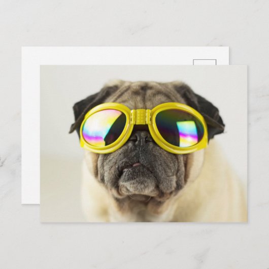 Mops mit Brille Postkarte (Vorne/Hinten)