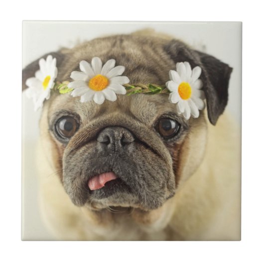 Mops mit Daisy Crown Fliese (Vorderseite)