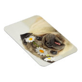 Mops mit Daisy Crown Magnet (Rechte Seite)