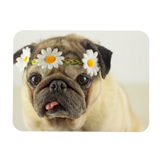 Mops mit Daisy Crown Magnet (Horizontal)