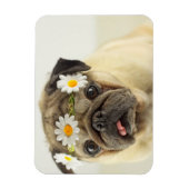 Mops mit Daisy Crown Magnet (Vertikal)