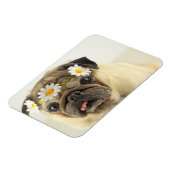 Mops mit Daisy Crown Magnet (Linke Seite)