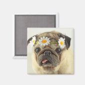 Mops mit Daisy Crown Magnet (Vorderseite/Rückseite)