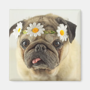 Mops mit Daisy Crown Magnet