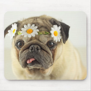 Mops mit Daisy Crown Mousepad