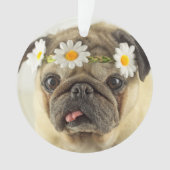 Mops mit Daisy Crown Ornament (Vorderseite)