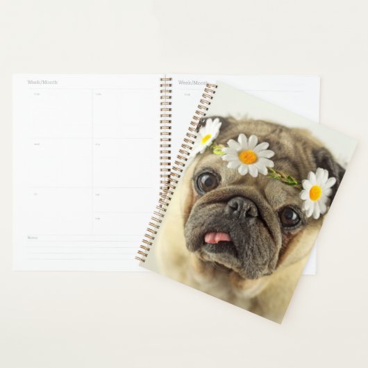 Mops mit Daisy Crown Planer (Anzeige)