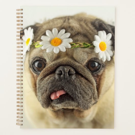 Mops mit Daisy Crown Planer (Vorderseite)