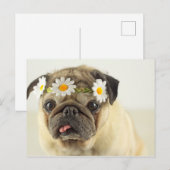 Mops mit Daisy Crown Postkarte (Vorne/Hinten)