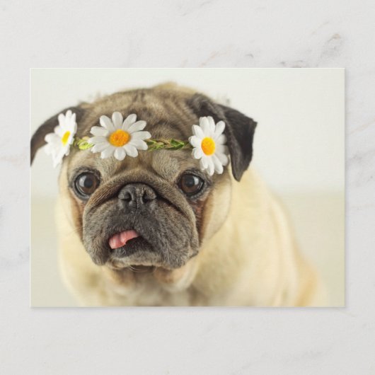 Mops mit Daisy Crown Postkarte (Vorderseite)