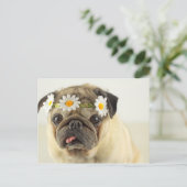 Mops mit Daisy Crown Postkarte (Stehend Vorderseite)