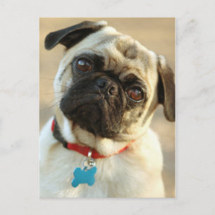 Mops mit getilgtem Kopf und Frageausdruck Postkarte