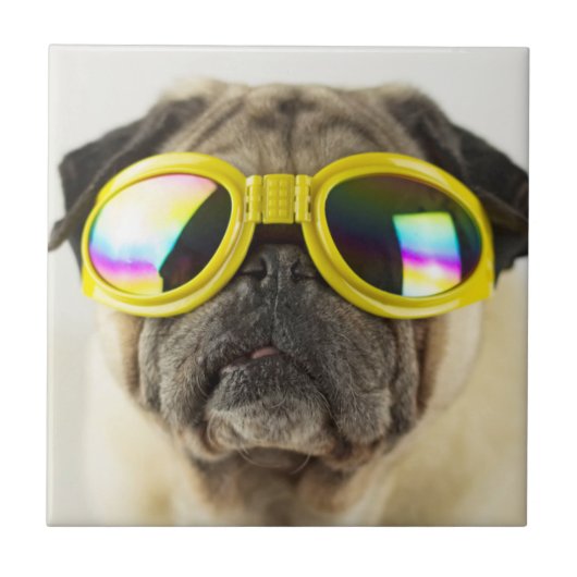 Mops mit Goggles Fliese (Vorderseite)