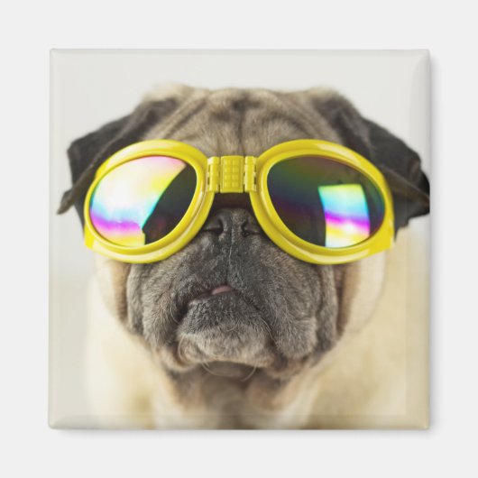 Mops mit Goggles Magnet (Vorne)