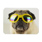 Mops mit Goggles Magnet (Horizontal)