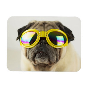 Mops mit Goggles Magnet