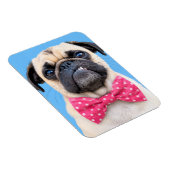 Mops mit rosa Fliege Magnet (Rechte Seite)