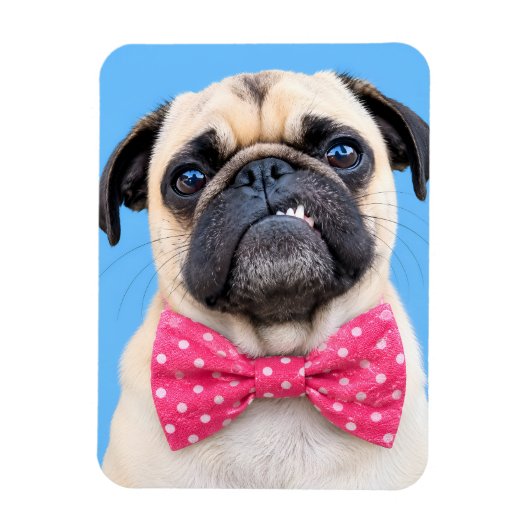 Mops mit rosa Fliege Magnet (Vertikal)