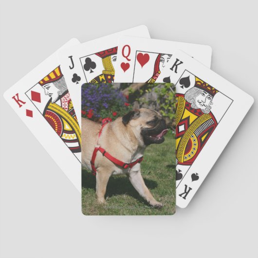 Mops mit rotem Geschirr Spielkarten (Rückseite)