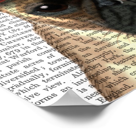 Mops mit rotem Spott auf Kopf Poster (Ecke)