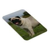 Mops Panting Magnet (Rechte Seite)