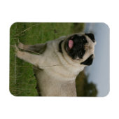 Mops Panting Magnet (Horizontal)