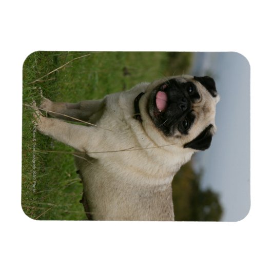 Mops Panting Magnet (Horizontal)