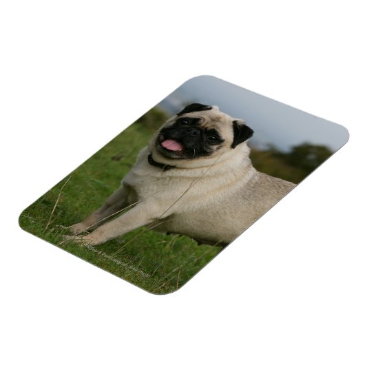 Mops Panting Magnet (Linke Seite)
