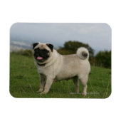 Mops Panting Magnet (Horizontal)
