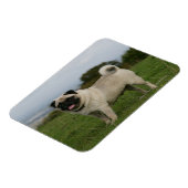 Mops Panting Magnet (Linke Seite)