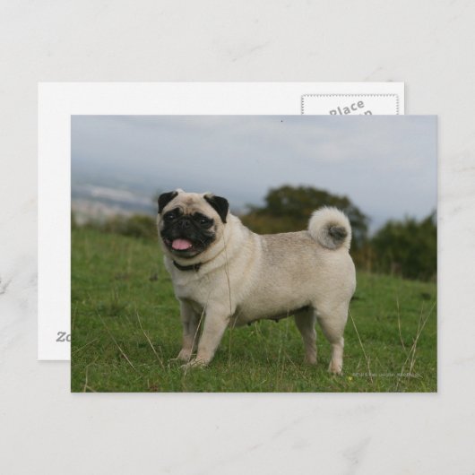 Mops Panting Postkarte (Vorne/Hinten)