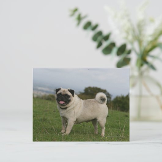 Mops Panting Postkarte (Stehend Vorderseite)