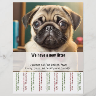 Mops-Pappy zum Verkauf von Ripp Off Flyer