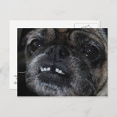 Mops Pearly White Tees Postcard Postkarte (Vorne/Hinten)