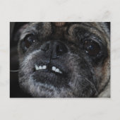 Mops Pearly White Tees Postcard Postkarte (Vorderseite)