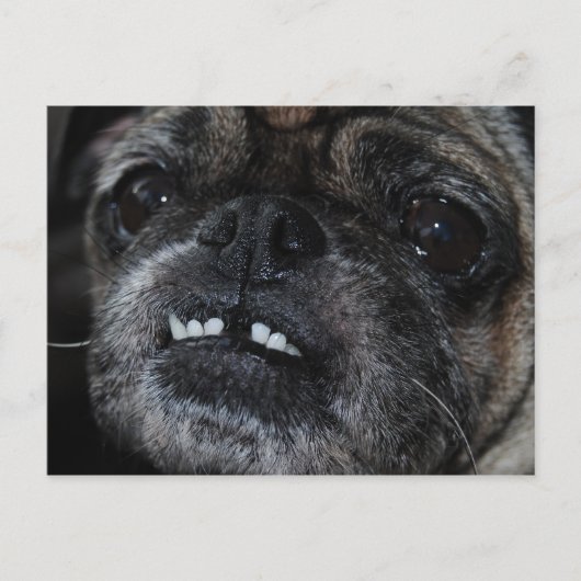 Mops Pearly White Tees Postcard Postkarte (Vorderseite)