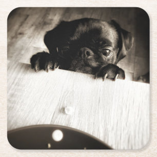 Mops pinkeln in bw rechteckiger pappuntersetzer